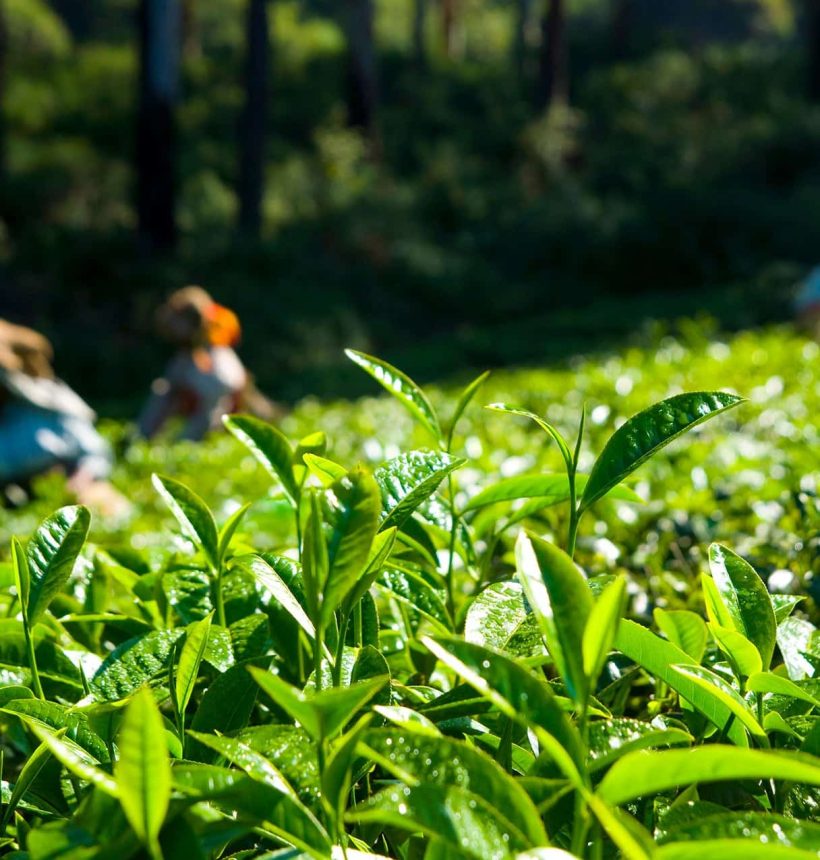 Le Rooibos : un trésor rouge venu d’Afrique du Sud H1 Bg 1 820x860